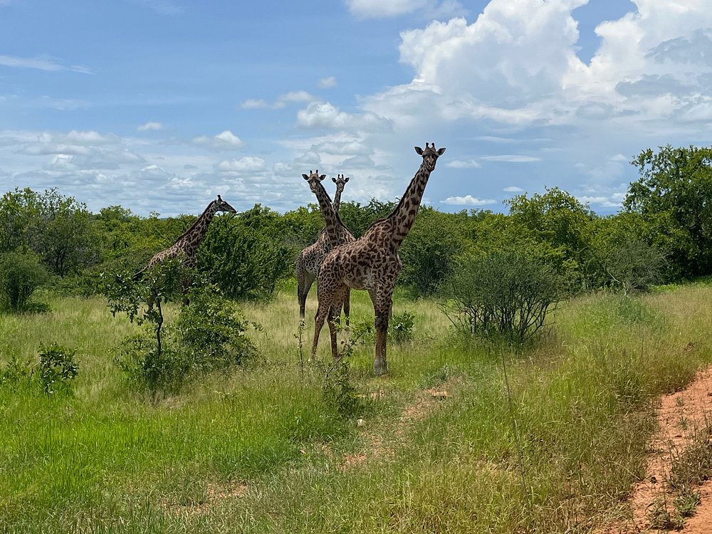 3 Days Wildlife Safari to Ruaha National Park gallery image
